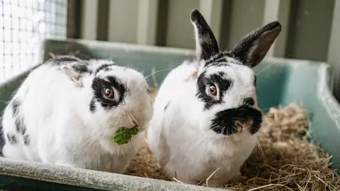 Two black and white rabbits sit in a shallow tray of hay. One of them is eating a green leaf.
